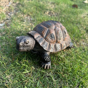 The Enduring Tortoise